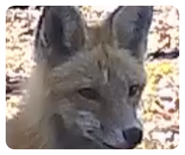 collage image title