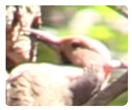 collage image title