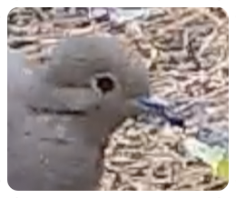 collage image title