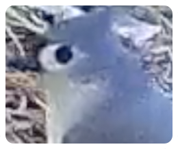 collage image title