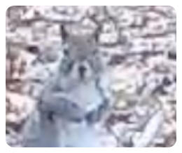 collage image title
