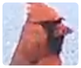collage image title