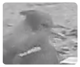 collage image title