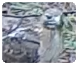 collage image title