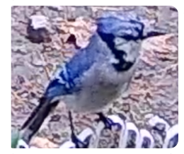 collage image title